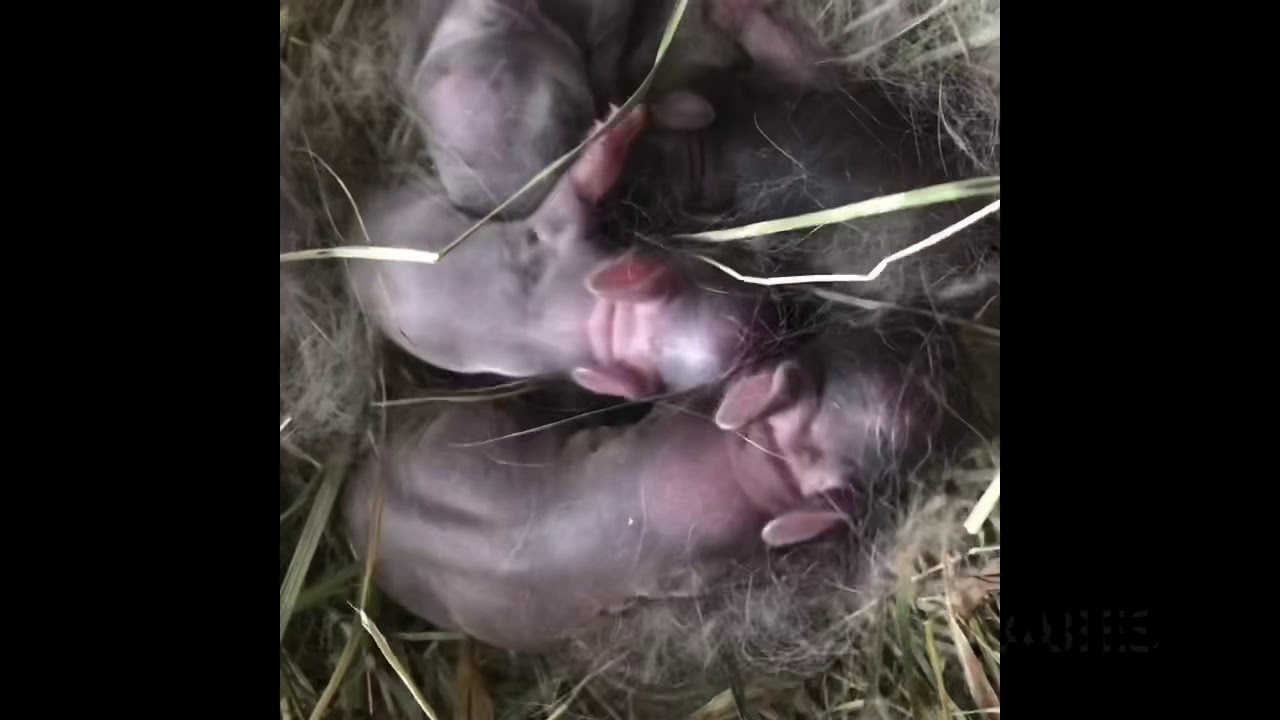 Baby rabbits - Netherland dwarfs - newborn to 8 weeks old - YouTube