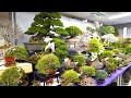 95回 国風展 新春大市 上野グリーンクラブ売店