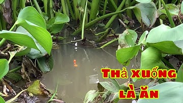 Câu Cá Tra Sông | Trúng Ngay Ổ Giật Cá Tra Thấy Mê Luôn | Fishing Miền Tây