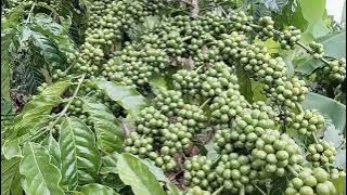 cara perawatan kopi robusta lampung