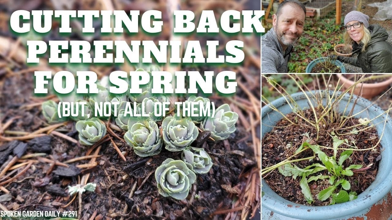 Cutting Back Perennials for Spring SGD 291 🌼👍 YouTube