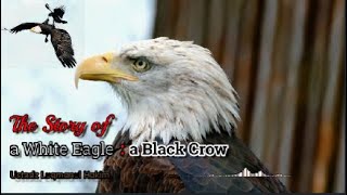 The Story of a White Eagle : a Black Crow - Ustadz Luqmanul Hakim