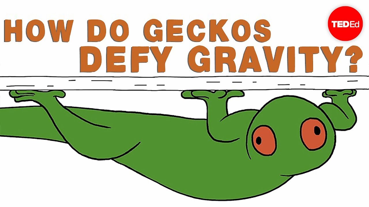 ⁣How do geckos defy gravity? - Eleanor Nelsen