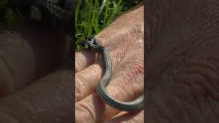 Two Headed Snake Found in Croatia #ytshorts #animals #wildlife #snake #reptiles