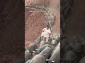 A large group of black pigs walked majestically on the mountain road