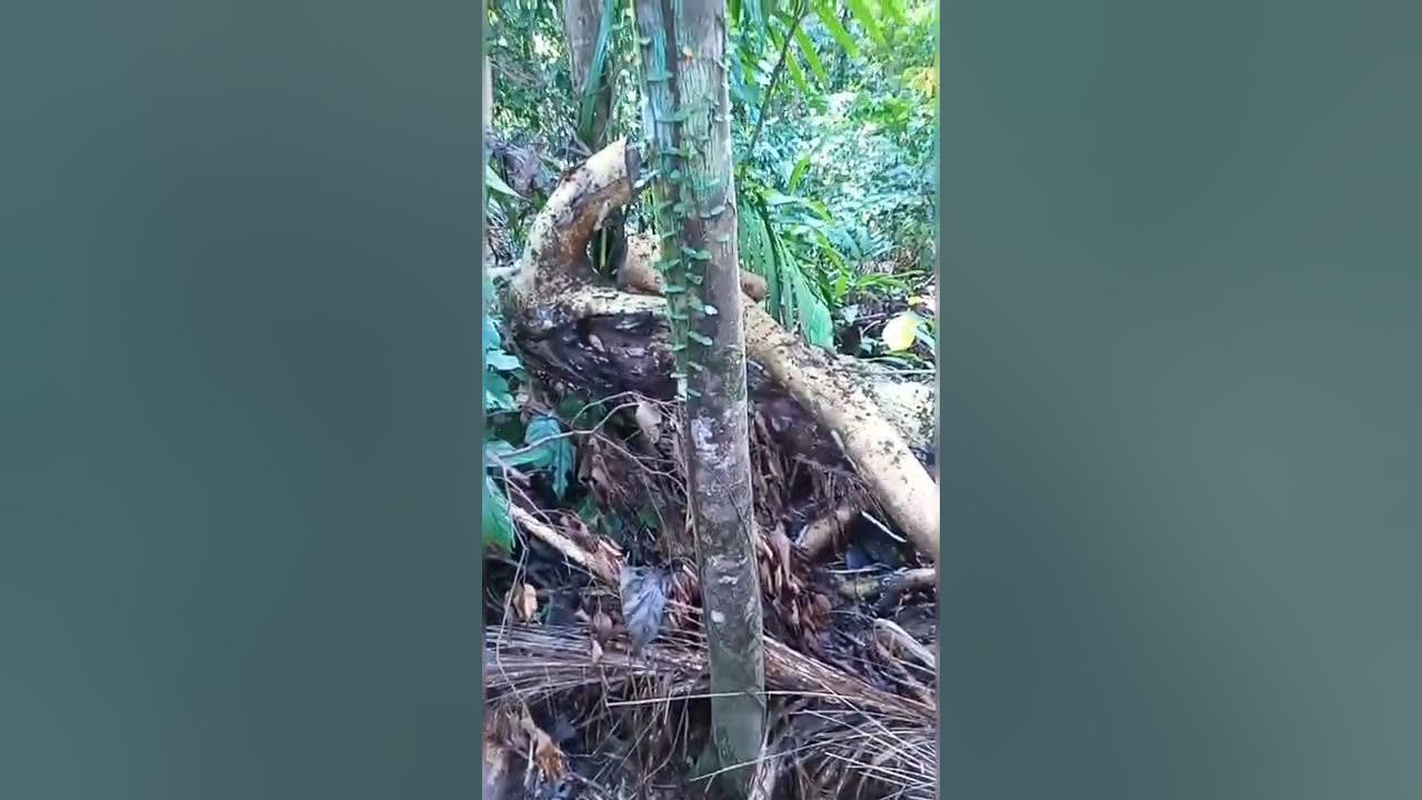Yakal Saplungan (Hopea plagata), Tree Species in VSUMain Campus. YouTube