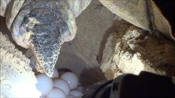 Cận cảnh Rùa biển đẻ trứng tại hòn Bảy Cạnh - Côn Đảo