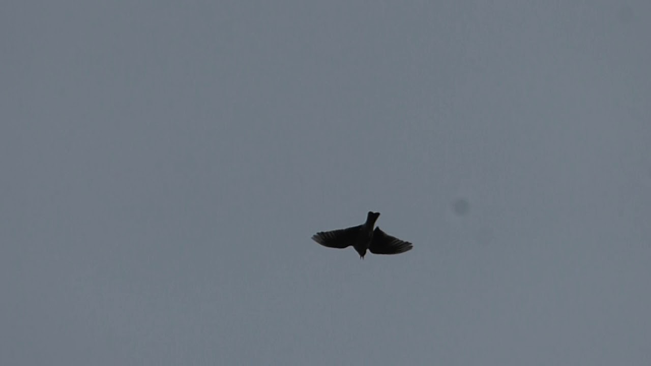 Skylark in flight Singing :)