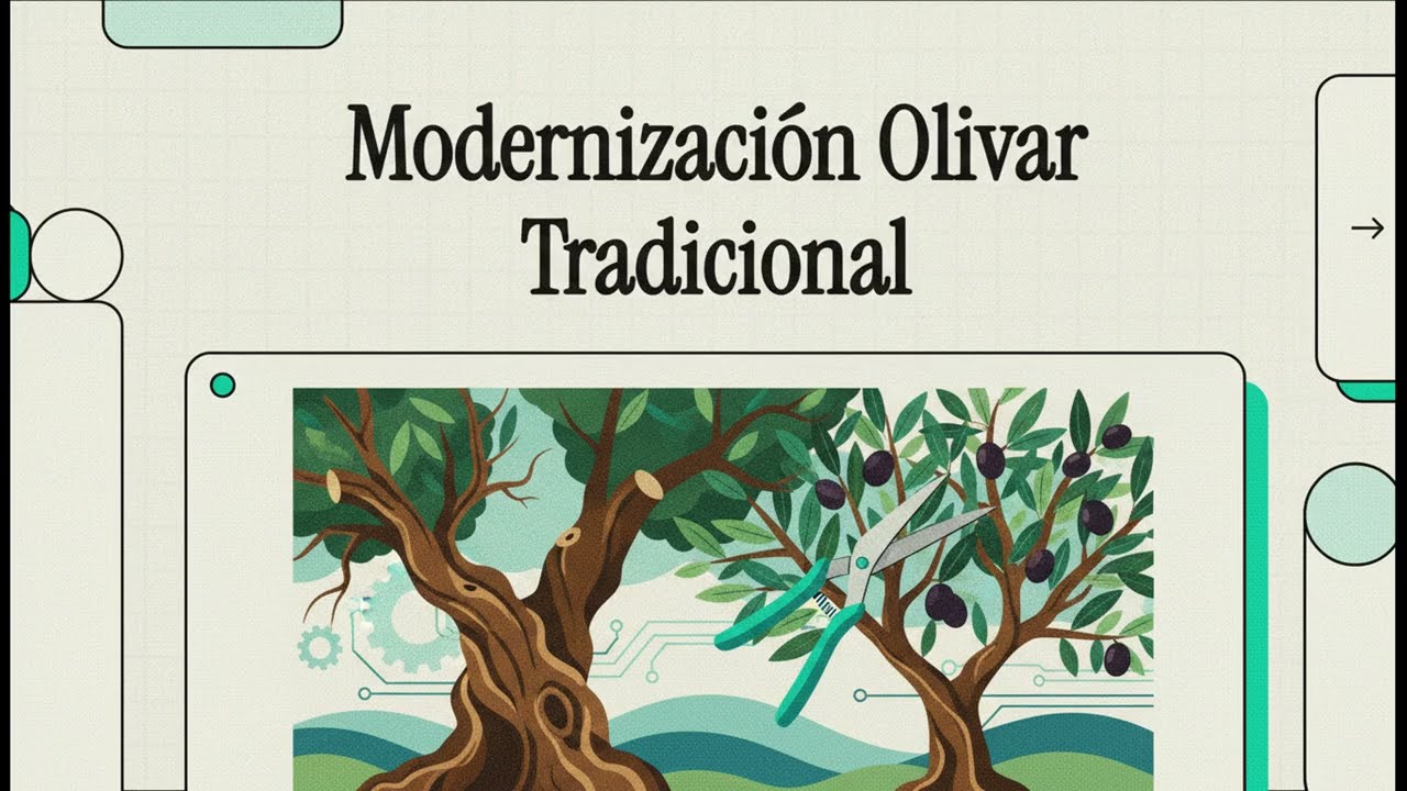 Palermitano: poda suave y reforma gradual para la recuperación de los olivares tradicionales