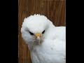 A Hawk Named Wonder (New Version)