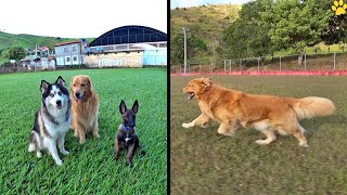 QUANDO O CACHORRO DOIDO ERA SÓ AS ORÉIAS BALANÇANTES..😂😂