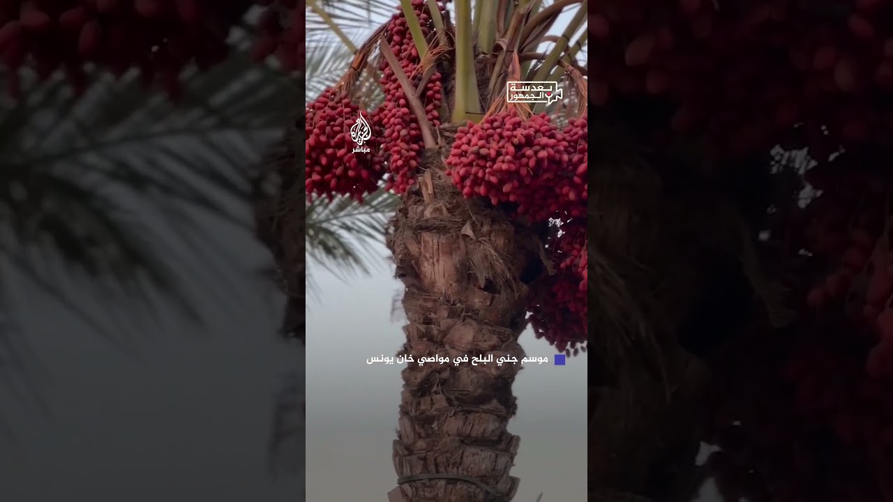"اتفق الجميع على حبه".. شروق الأزبكي ترصد للجزيرة مباشر موسم جني البلح في مواصي خان يونس