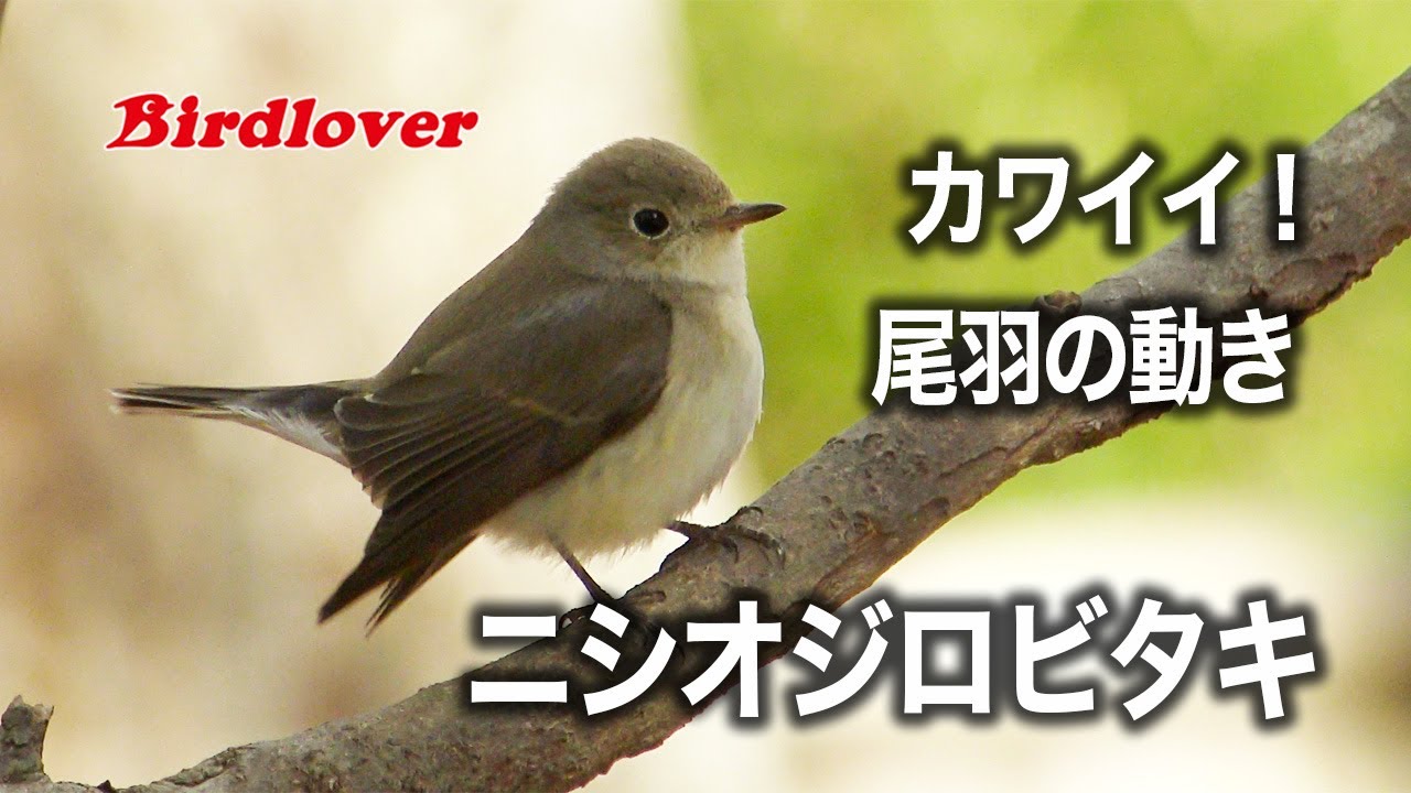 尾羽の動きがカワイイ・ニシオジロビタキ / Red-breasted flycatcher