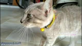 KUCING 3 HARI MINGGAT PULANG PULANG NYARI JENDRAL