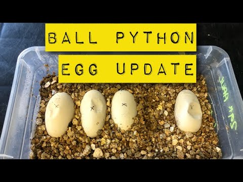 Ball Python Egg Update! - YouTube