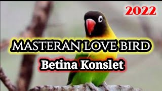 Masteran Lovebird Betina Konslet//Nada Slow//Audio Jernih @balibagusbirds
