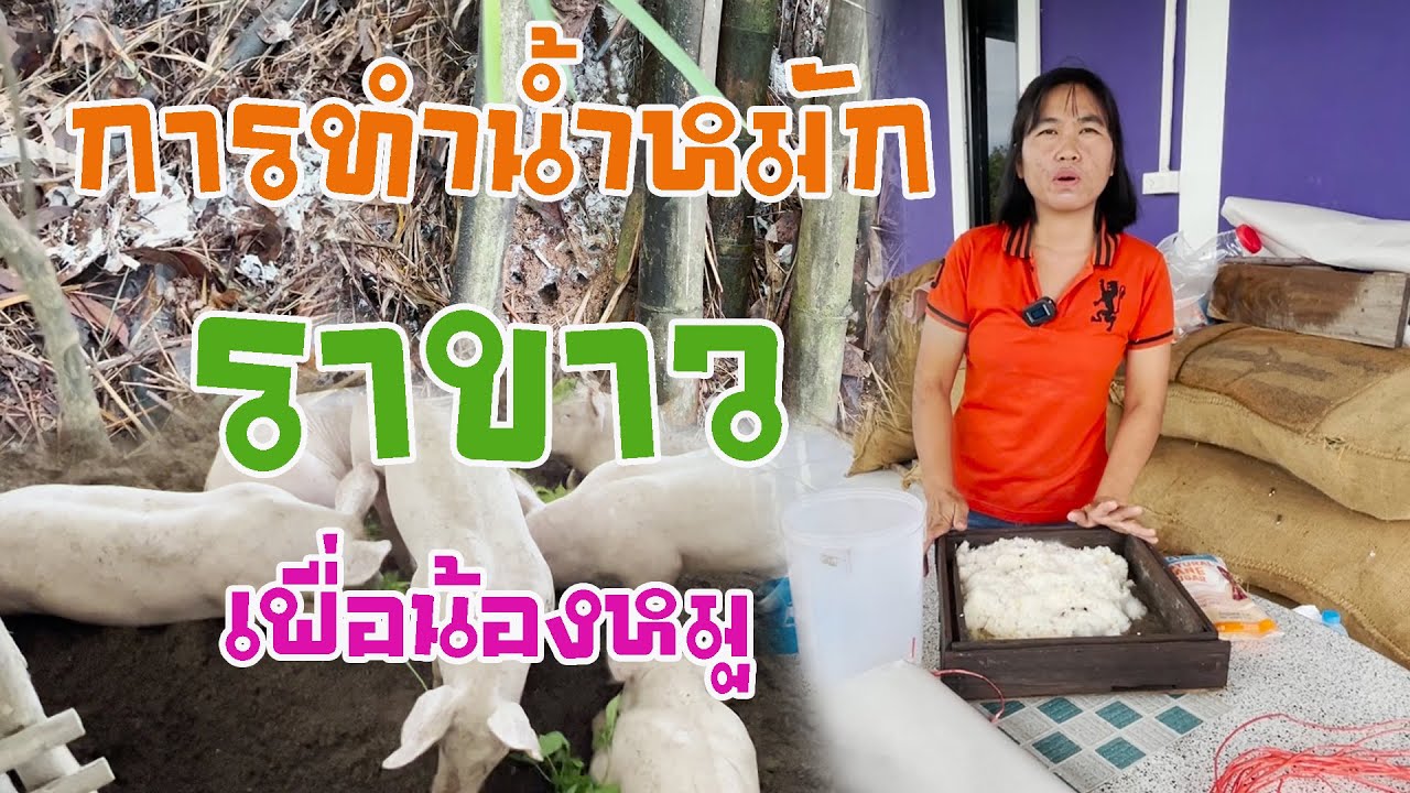 วิธีทำน้ำหมักราขาว จุลินทรีย์ช่วยลดกลิ่น และช่วยย่อยเศษอาหารในเล้าหมู(ลงใหม่ คลิปเก่าติดลิขสิทธเพลง)