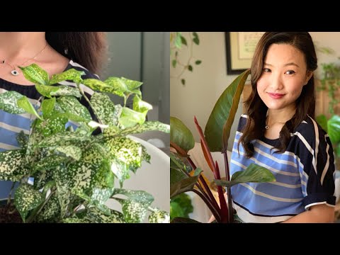 Video: Dracaena Godsefa: mô tả, đặc điểm và cách chăm sóc tại nhà