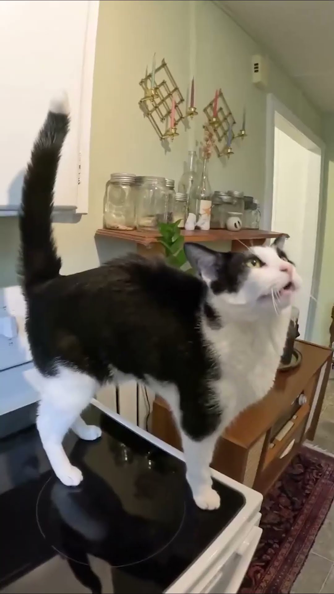 New Cat Interactions Just Dropped