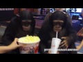 Chimpanzees Get Ready To Watch  "War for the Planet of the Apes"