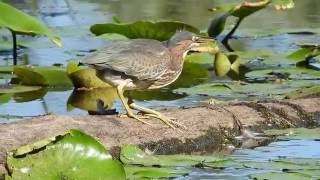 Green Heron