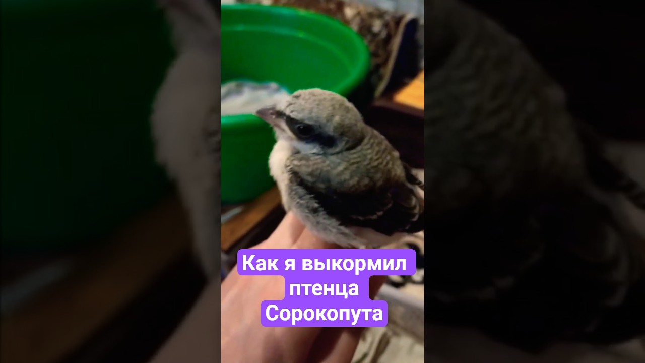 Как я выкормил птенца Сорокопута  How I Raised a Shrike Chick. 