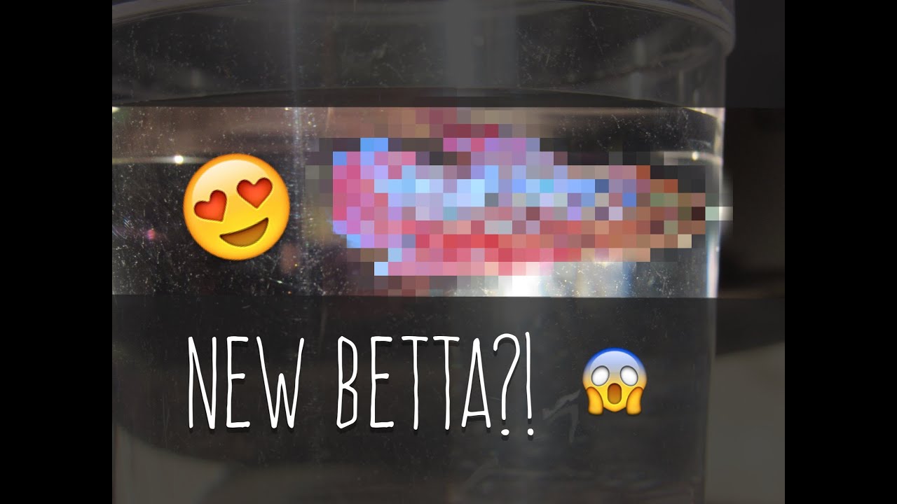 save the world New Betta + Story Time -Fish Abuse