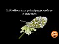 Introduction aux ordres dinsectes