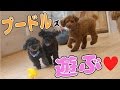 【かわいい犬動画】ふわふわプードルズ、おもちゃで遊ぶ！ 2016 08 29