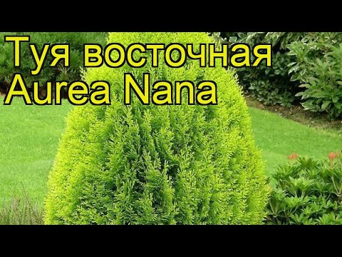 Video: Tuia Nana (19 Foto): Una Panoramica Delle Varietà Di Piante Rachitiche. Che Aspetto Hanno I Piccoli Thuja Nella Progettazione Del Paesaggio?