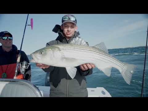 Striped Bass Citizen Science Project | MA Division of Marine Fisheries