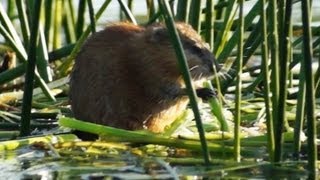 Видео о природе : водяная крыса Видео о природе : водяная крыса