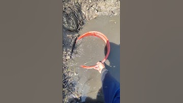 bắt cá tự nhiên ngoài đồng ruộng #fishvideo #giảicứuđộngvật