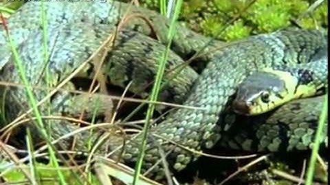 34   kalturavod f akamaihd net