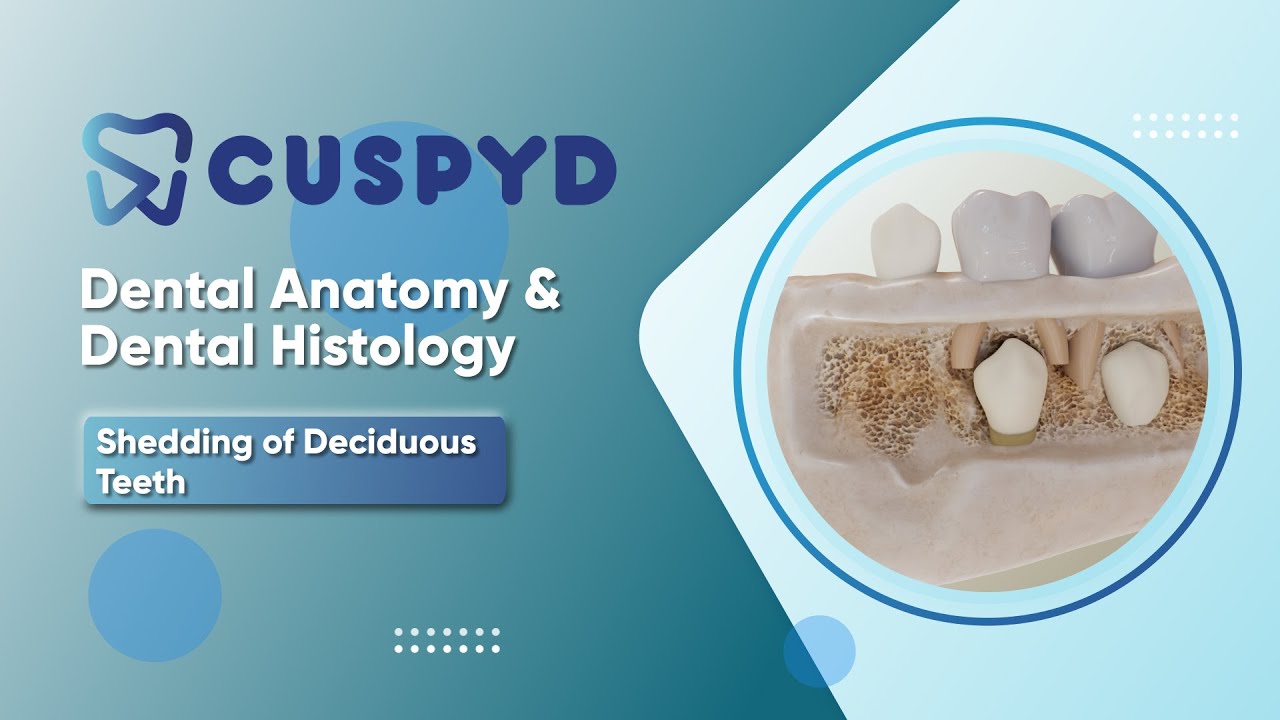 Dental anatomy & Dental histology - Oral Histology - Shedding of Deciduous Teeth - Shedding