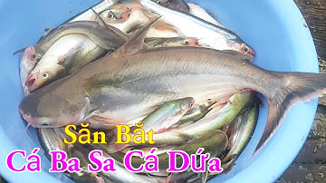 Săn Bắt Cá Ba Sa Cá Dứa Câu Mồi Độc Lạ Nhất Miền Tây Sông Nước / Kiềm Rapper