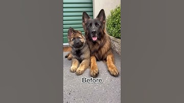Thumbnail of big German Shepherd🖤🖤🖤