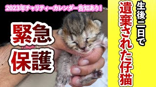 【アニマルレスキュー】生後2日で仔猫を遺棄？！結末は？？！ by プロ アニマルレスキュー隊 70,622 views 1 year ago 17 minutes