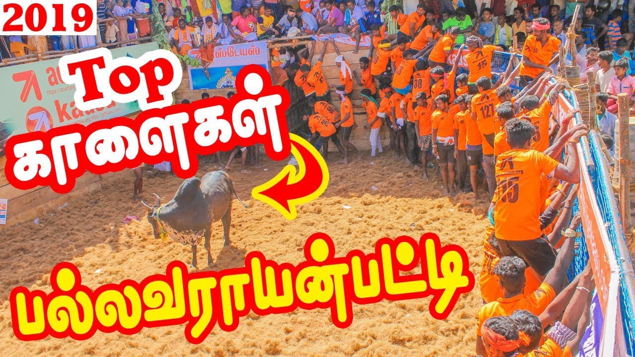Download Pallavarayanpatti Jallikattu  2019 | Theni |Theni360