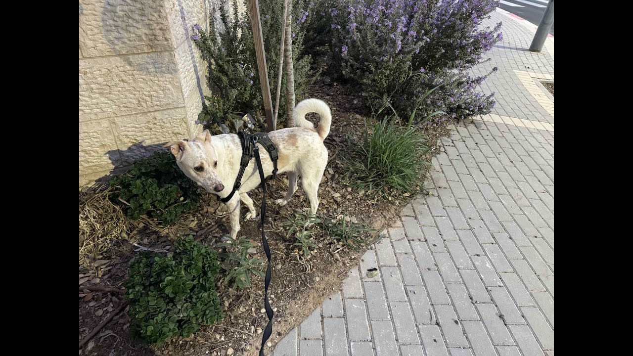 Последний день лета. Едем за посылками.