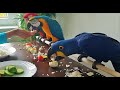402 - Stolování papoušků - tentokrát mají v menu rýži, vajíčka, rajčata a okurku