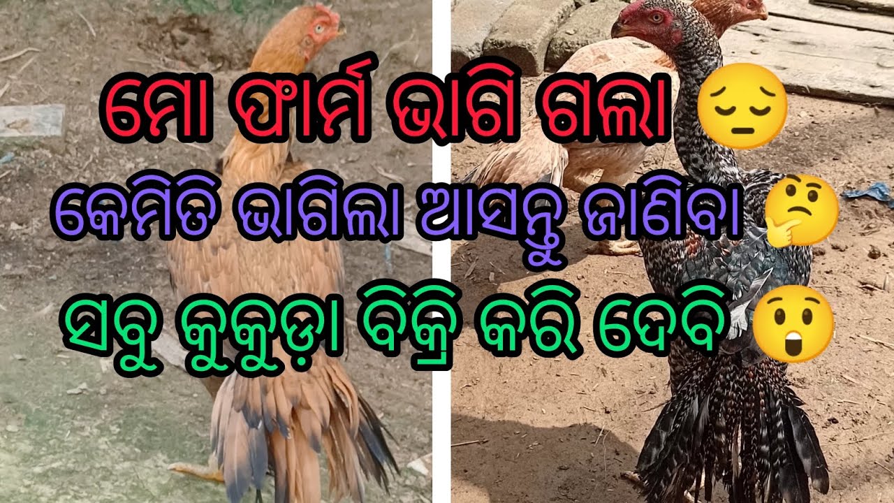 All parrot beak tamper tail murga for sale in Litu aseel farm Balasore remuna odisha chicken#viral 