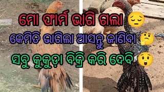 Download lagu All parrot beak tamper tail murga for sale in Litu aseel farm Balasore remuna odisha chicken#viral 