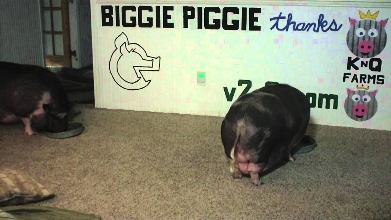 Biggie Piggie Vs Boar's Head Salsalito Turkey Breast YouTube