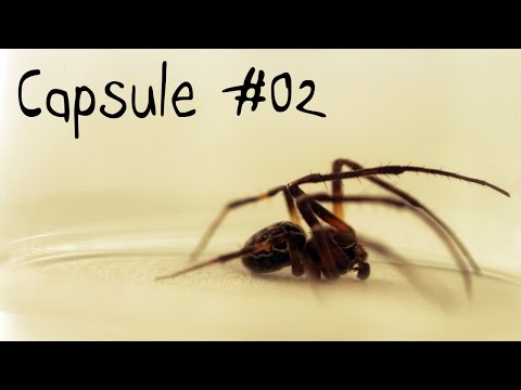 Vidéo: Est-ce que les arachnides sont un mot ?