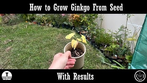 How to Grow Ginkgo From Seed With Results