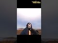 Calm hunting & bushcraft gameplay 🌲demo test #survivalgame #duckhunt #fishing #godot #bushcraft