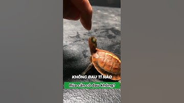 Funny - Test rùa cắn có đau không, và nên làm gì? #xomrua #onhachoimotminh #suthatthuvi #funny