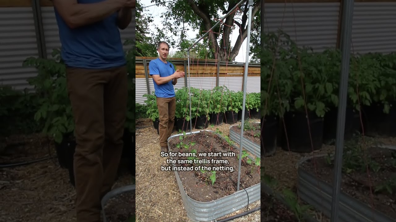The Difference Between Trellising Beans And Peas