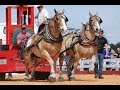 Gentle Giants - National Championship Draft Horse Pull